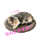 つかえるスタンプ是非どうぞ ニャンズ編（個別スタンプ：35）