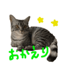 つかえるスタンプ是非どうぞ ニャンズ編（個別スタンプ：37）