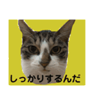 つかえるスタンプ是非どうぞ ニャンズ編（個別スタンプ：38）