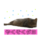 つかえるスタンプ是非どうぞ ニャンズ編（個別スタンプ：39）
