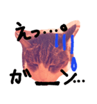 にゃんnyan（個別スタンプ：5）