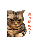 【猫写真】アメショのチロと雑種のタロー（個別スタンプ：4）