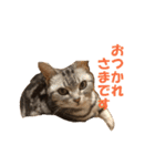 【猫写真】アメショのチロと雑種のタロー（個別スタンプ：6）
