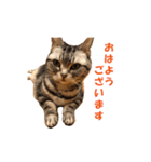 【猫写真】アメショのチロと雑種のタロー（個別スタンプ：7）