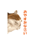 【猫写真】アメショのチロと雑種のタロー（個別スタンプ：8）