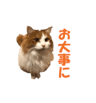 【猫写真】アメショのチロと雑種のタロー（個別スタンプ：10）