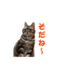 【猫写真】アメショのチロと雑種のタロー（個別スタンプ：13）