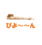 【猫写真】アメショのチロと雑種のタロー（個別スタンプ：16）