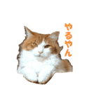 【猫写真】アメショのチロと雑種のタロー（個別スタンプ：19）