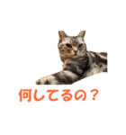 【猫写真】アメショのチロと雑種のタロー（個別スタンプ：21）