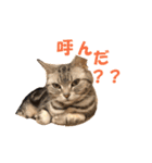 【猫写真】アメショのチロと雑種のタロー（個別スタンプ：22）
