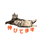 【猫写真】アメショのチロと雑種のタロー（個別スタンプ：24）