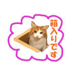 【猫写真】アメショのチロと雑種のタロー（個別スタンプ：29）
