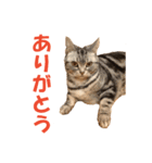 【猫写真】アメショのチロと雑種のタロー（個別スタンプ：31）