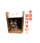 【猫写真】アメショのチロと雑種のタロー（個別スタンプ：34）
