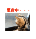 【猫写真】アメショのチロと雑種のタロー（個別スタンプ：35）