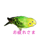 coco＆namio②（個別スタンプ：18）