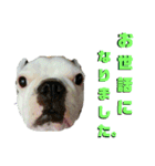 フレブルコウちゃん3（個別スタンプ：3）