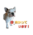 フレブルコウちゃん3（個別スタンプ：10）