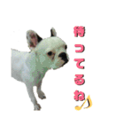 フレブルコウちゃん3（個別スタンプ：11）