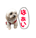 愛犬♡マルチーズ（個別スタンプ：8）