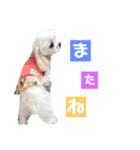 愛犬♡マルチーズ（個別スタンプ：9）