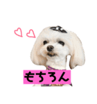 愛犬♡マルチーズ（個別スタンプ：15）