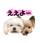 愛犬♡マルチーズ（個別スタンプ：18）