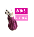 愛犬♡マルチーズ（個別スタンプ：19）