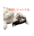 保護猫ハチミツbyオハナビーズ（個別スタンプ：2）