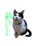 保護猫ハチミツbyオハナビーズ（個別スタンプ：3）