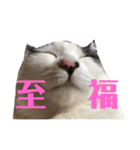 保護猫ハチミツbyオハナビーズ（個別スタンプ：4）