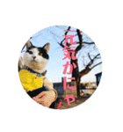保護猫ハチミツbyオハナビーズ（個別スタンプ：6）
