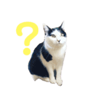 保護猫ハチミツbyオハナビーズ（個別スタンプ：7）
