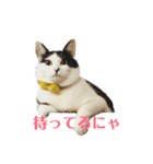 保護猫ハチミツbyオハナビーズ（個別スタンプ：8）