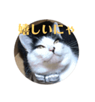 保護猫ハチミツbyオハナビーズ（個別スタンプ：9）