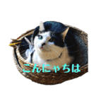 保護猫ハチミツbyオハナビーズ（個別スタンプ：10）