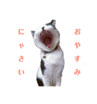 保護猫ハチミツbyオハナビーズ（個別スタンプ：11）