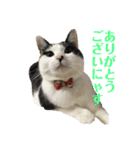 保護猫ハチミツbyオハナビーズ（個別スタンプ：12）