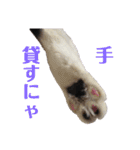 保護猫ハチミツbyオハナビーズ（個別スタンプ：13）