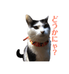保護猫ハチミツbyオハナビーズ（個別スタンプ：14）