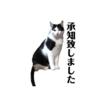 保護猫ハチミツbyオハナビーズ（個別スタンプ：15）