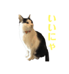 保護猫ハチミツbyオハナビーズ（個別スタンプ：16）