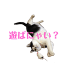 保護猫ハチミツbyオハナビーズ（個別スタンプ：17）