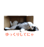 保護猫ハチミツbyオハナビーズ（個別スタンプ：18）