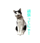 保護猫ハチミツbyオハナビーズ（個別スタンプ：19）