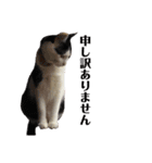 保護猫ハチミツbyオハナビーズ（個別スタンプ：21）