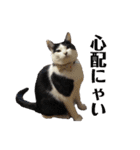 保護猫ハチミツbyオハナビーズ（個別スタンプ：22）
