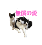 保護猫ハチミツbyオハナビーズ（個別スタンプ：23）