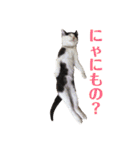 保護猫ハチミツbyオハナビーズ（個別スタンプ：24）